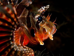 lion fish by Mark Reilly 